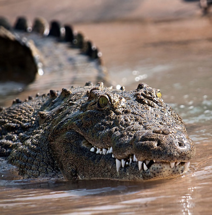 SA river adventurer killed by croc in DRC